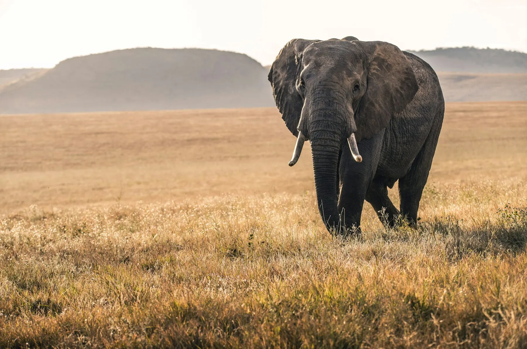 Single elephant walking across dry open grassland