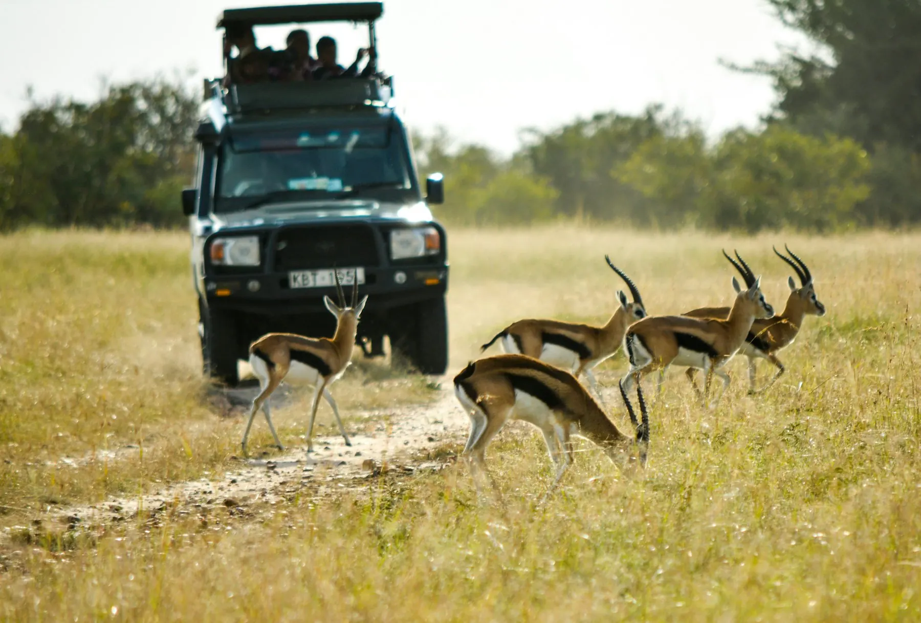 Safari vehicle with guests as gazelles cross the track ahead