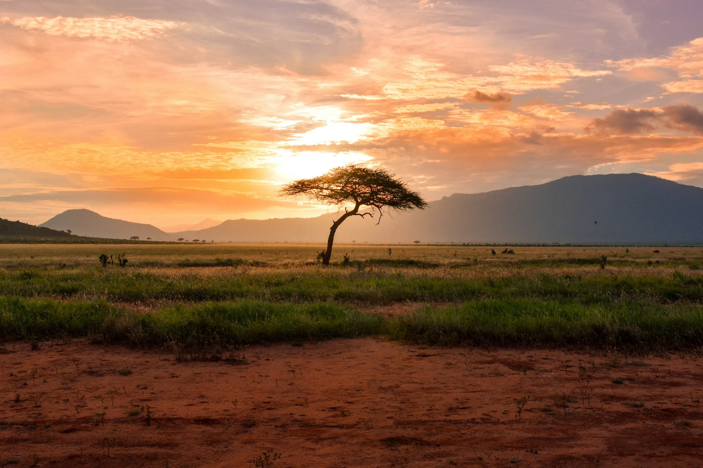Lone acacia on open plains at sunset, hills on the horizon under an orange sky