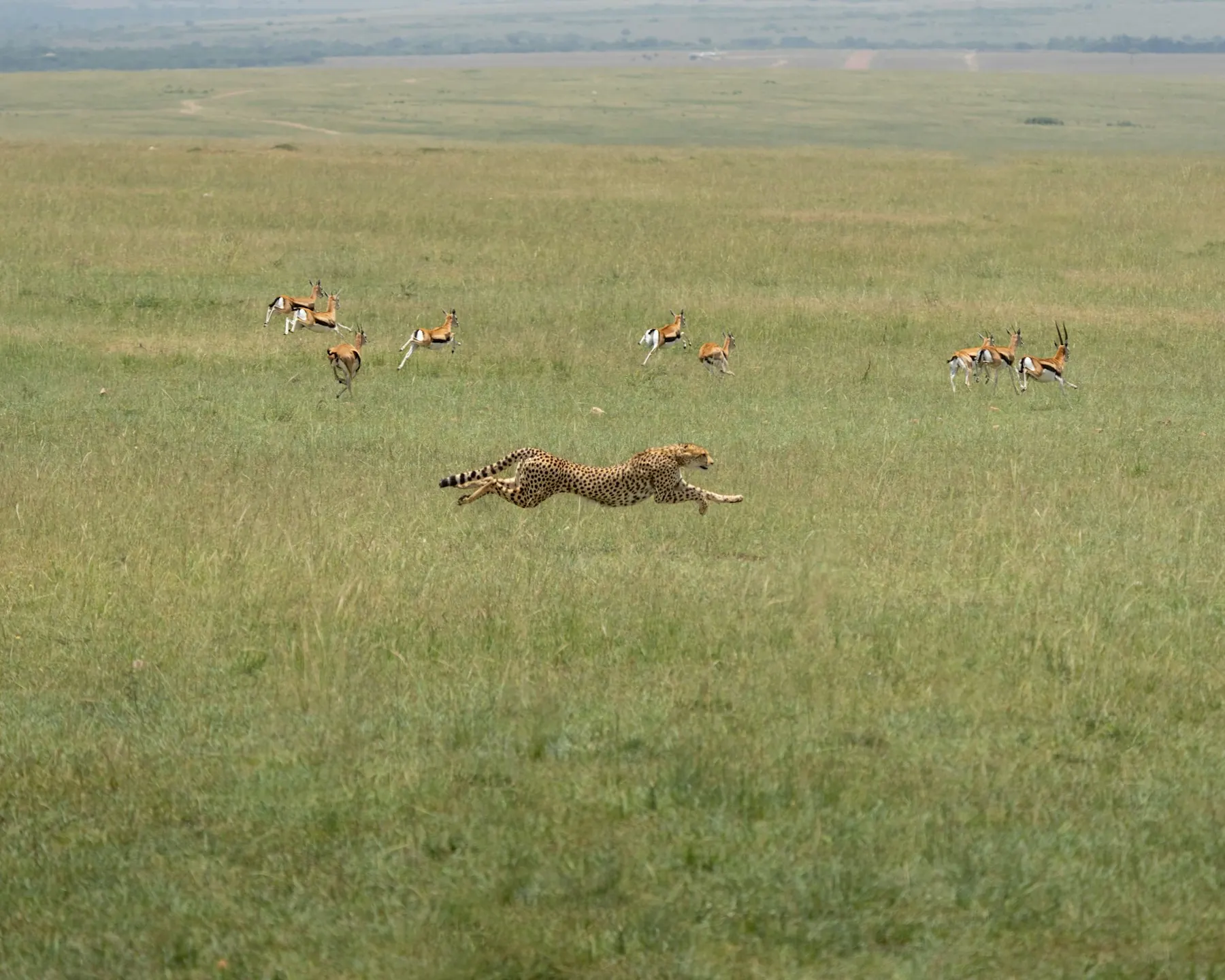 Cheetah at full sprint chasing gazelles across open grassland