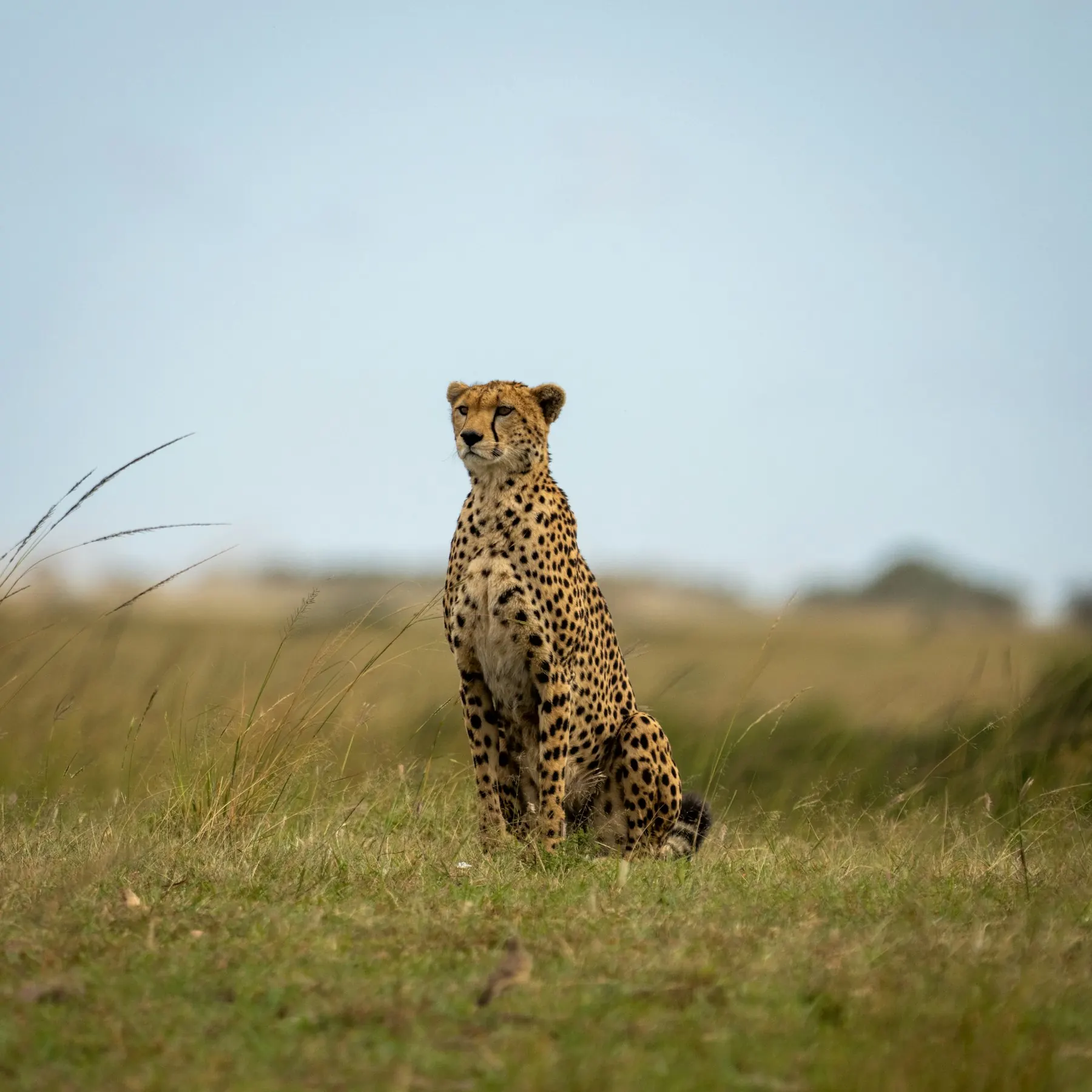 Cheetah sitting upright in long grass