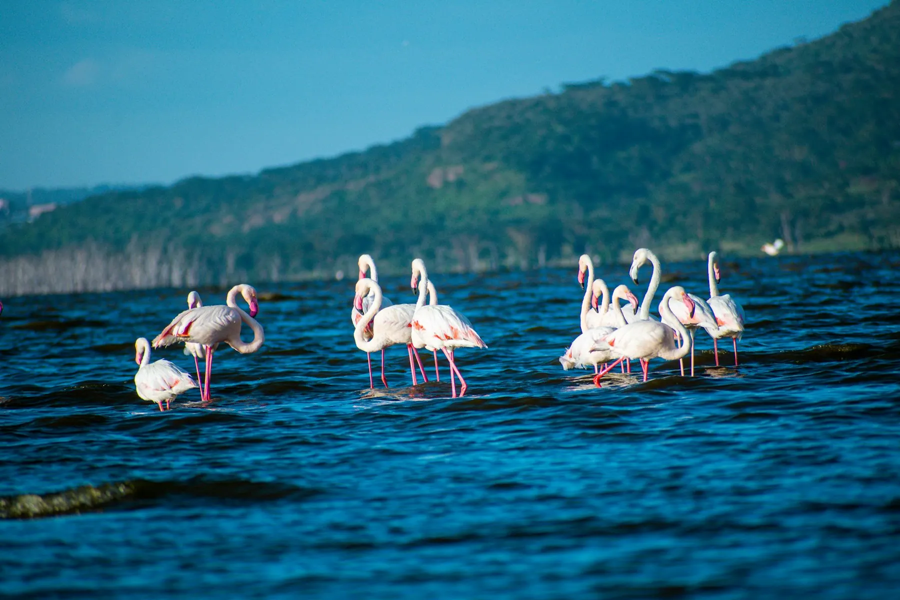 Flamingos wading in blue shallow water