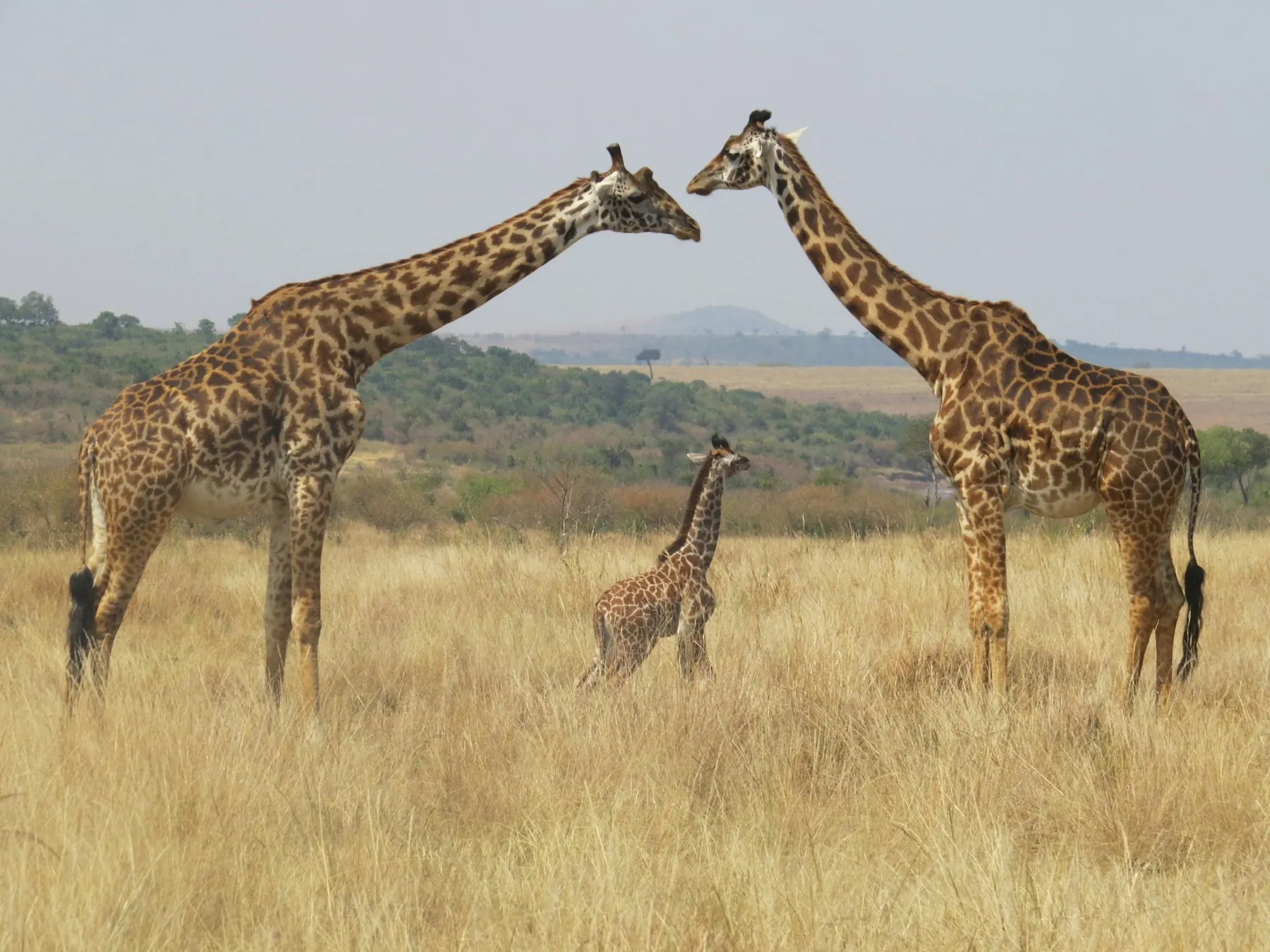 Two adult giraffes and a calf on open grassland