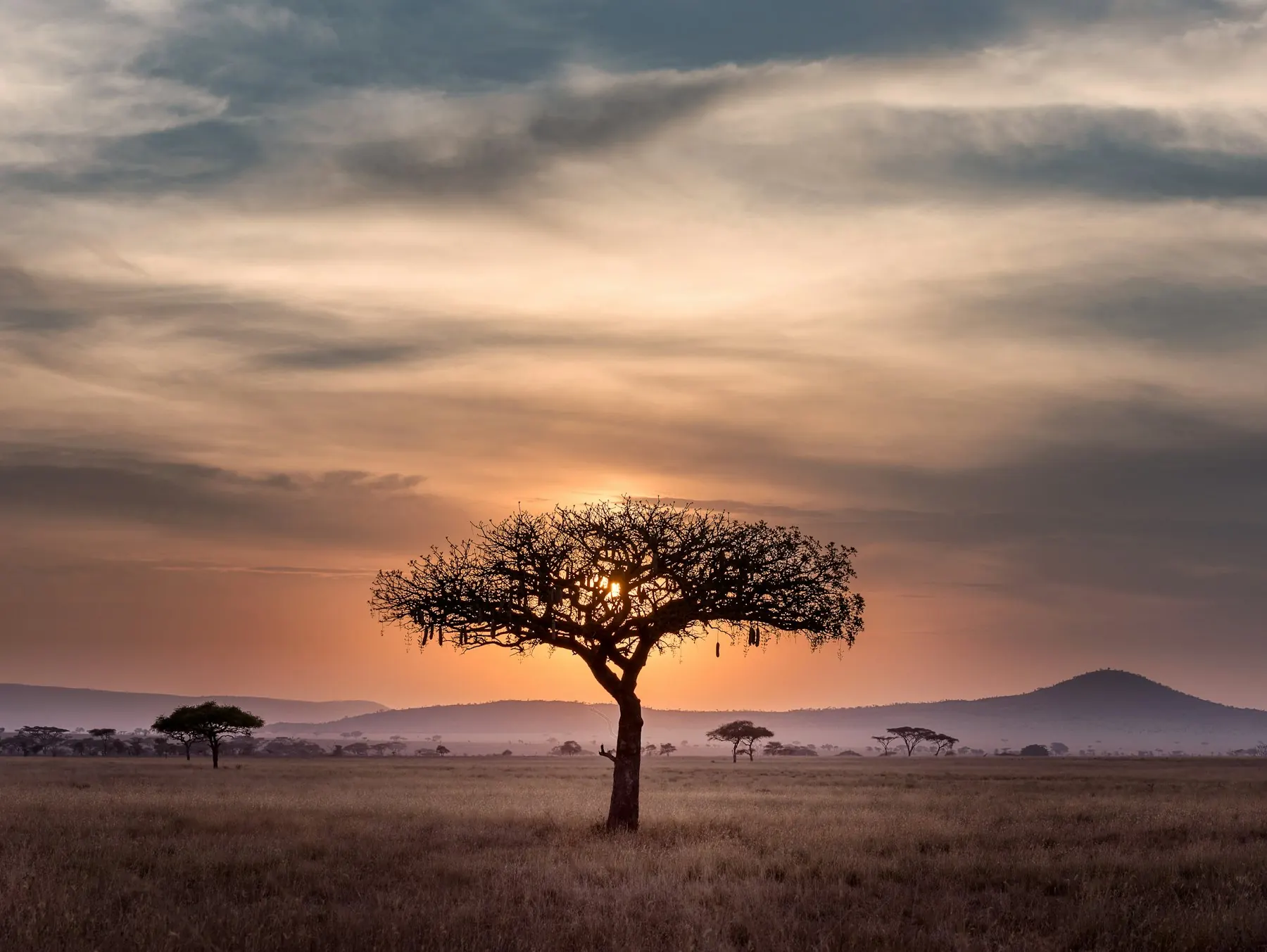 Flat-topped acacia on open plains under a dusk sky