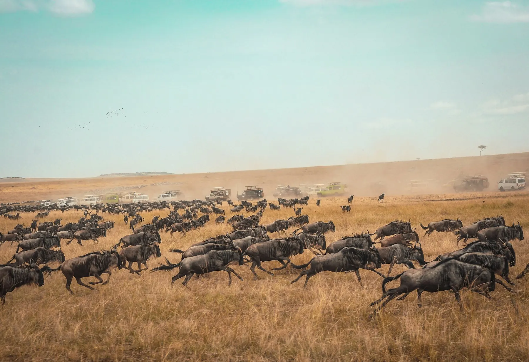 Wildebeest herd running across dry plains raising dust