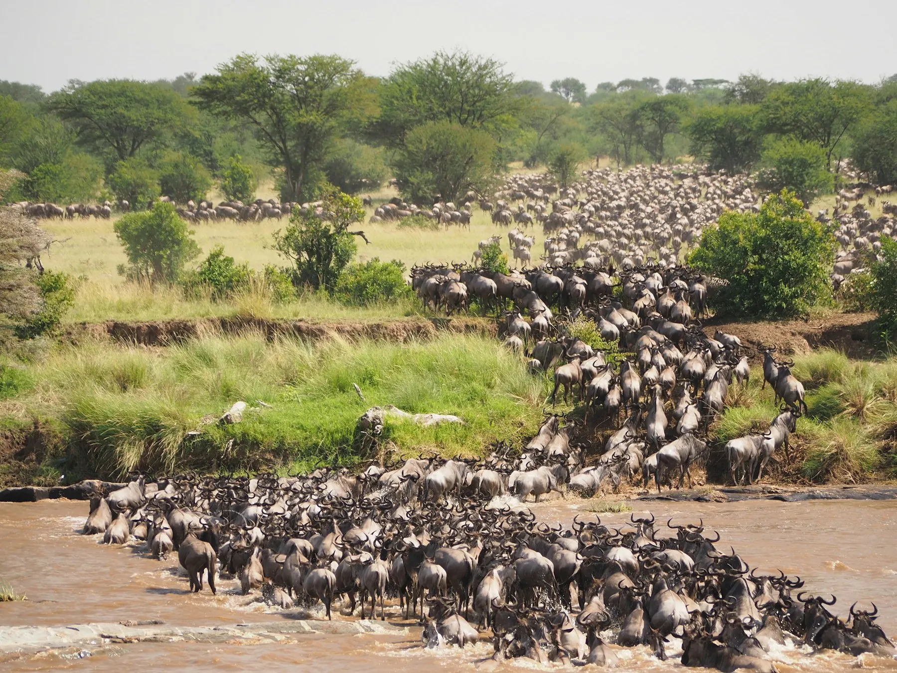 Wildebeest herd crossing a river in a long line
