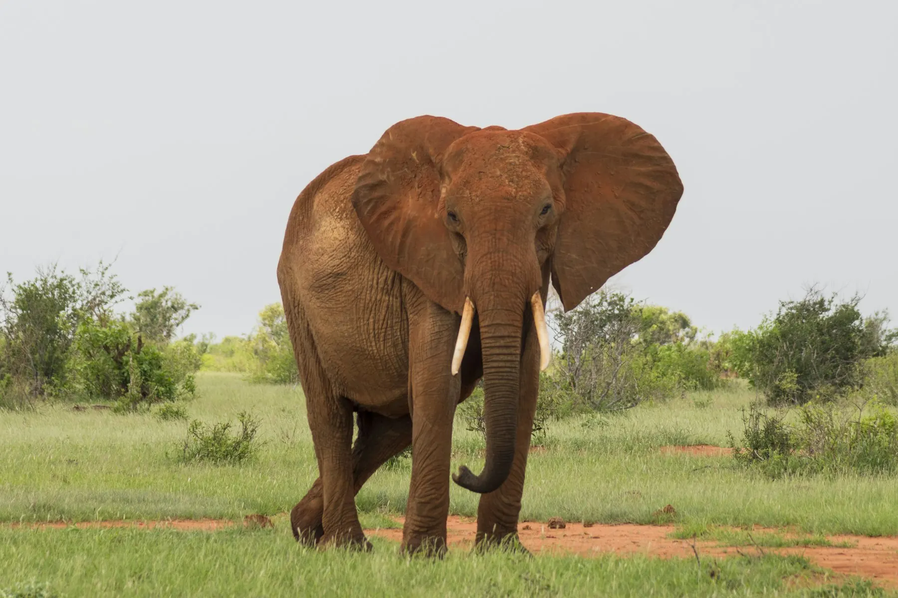 Elephant coated in red dust walking through green scrub